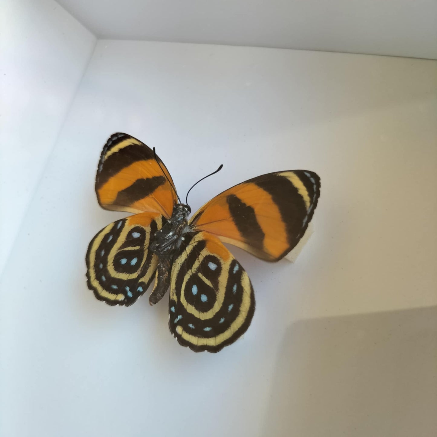 Callocore Cynosura Butterfly